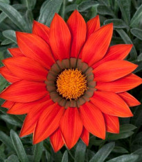 Gazánia Frosty Kiss Red F1 - Gazania rigens - semená gazánie - 12 ks