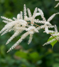 Astilba japonská Deutschland - Astilbe japonica - cibuľky astilby - 1 ks