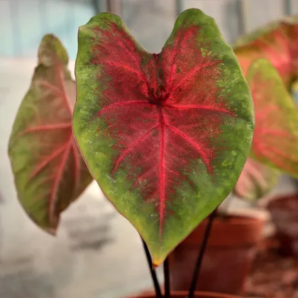 Kaládium Red Fresh - Caladium bicolor - hľuzy kaládia - 1 ks