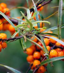 Rakytník rešetliakovitý - Hippophae rhamnoides - semená rakytníka - 8 ks