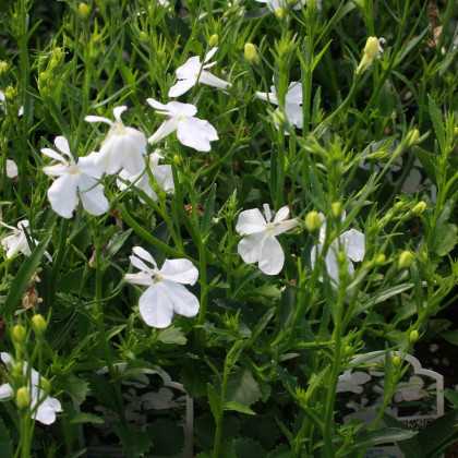 Lobelka drobná Biely palác - Lobelia erinus - semená lobelky - 0,1 g