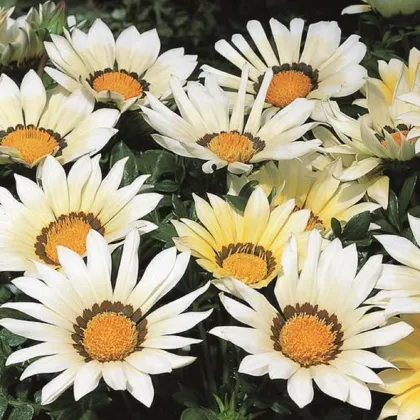 Gazánia Kiss White F1 - Gazania rigens - semená gazánie - 12 ks