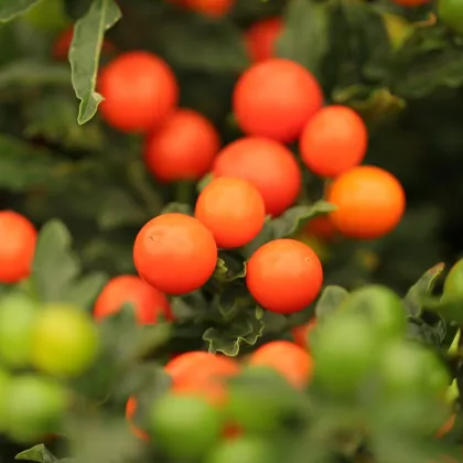 Baklažán okrasný Jupiter - Solanum pseudocapsicum - semená okrasného baklažánu - 10 ks