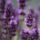 Levanduľa francúzska - Bandera Purple - Lavandula stoechas - semená levandule - 20 ks