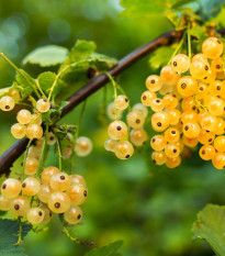 Ríbezľa biela - Ribes sylvestre - sadenice ríbezlí - 1 ks