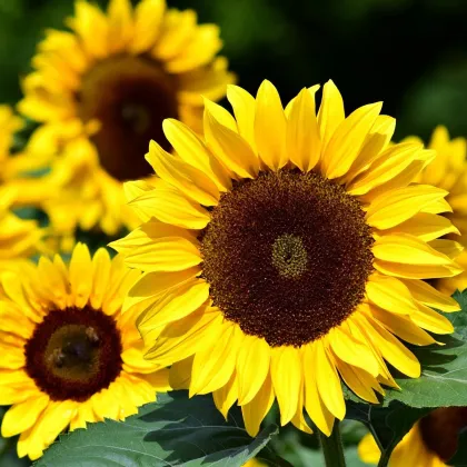 Slnečnica Big Smile – Helianthus annuus – semená slnečnice