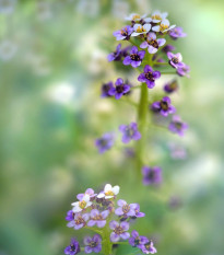 Lobulária prímorská Könnigsteppich - Lobularia maritima - semená lobulárie - 50 ks