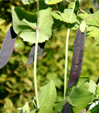 Hrach fialový Blauwschokker - Pisum sativum - semená - 25 ks