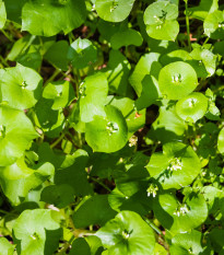 Klajtónia prerastená - Claytonia perfoliata - semená klajtónie - 100 ks