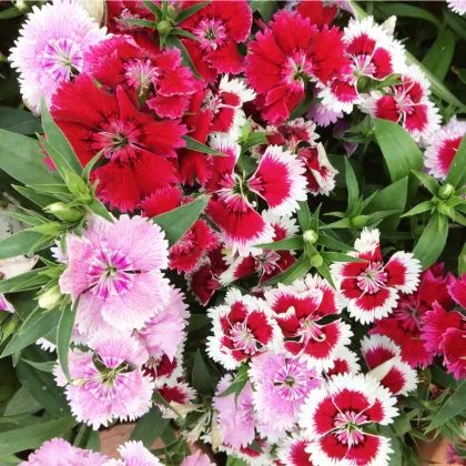 Klinček bradatý jednoduchý - Dianthus barbatus - semená klinčeka - 300 ks