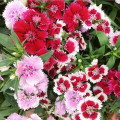 Klinček bradatý jednoduchý - Dianthus barbatus - semená klinčeka - 300 ks