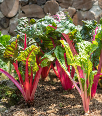 Mangold stopkový ružový - Beta vulgaris - semená mangoldu - 50 ks