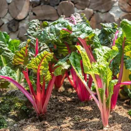 Mangold stopkový ružový - Beta vulgaris - semená mangoldu - 50 ks