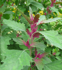 Špenát stromový - Chenopodium giganteum - semená špenátu - 300 ks