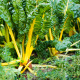 Mangold žltý - Beta vulgaris - semená - 15 ks