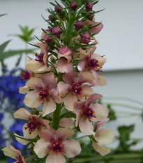 Divozel tmavočervený - Verbascum phoeniculum - semená divozela - 300 ks