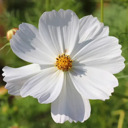 Krasuľka Sonata biela - Cosmos bipinnatus - semená krasuľky - 15 ks