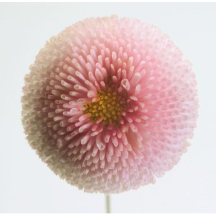 Sedmokráska obyčajná Tasso ružová - Bellis perennis - semená sedmokrásky - 50 ks