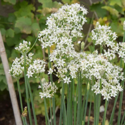 Pažítka čínska cesnaková Kobold - Allium tuberosum - semená pažítky - 130 ks