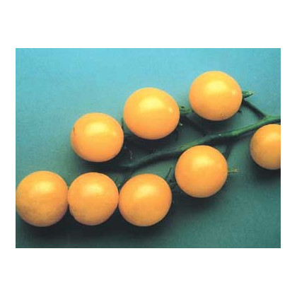 Paradajka Sladké Zlato - Solanum lycopersicum - semená - 7 ks