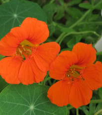 Nasturtium Modrý Pepe - Tropaeolum majus - semená nasturtiumu - 15 ks