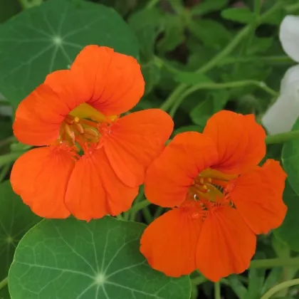 Nasturtium Modrý Pepe - Tropaeolum majus - semená nasturtiumu - 15 ks