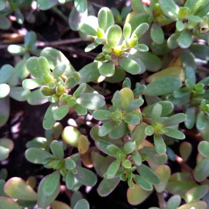 Portulaka zlatá - Portulaca oleracea - semená portulaky - 30 ks