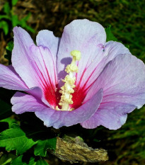 Ibištek sýrsky fialový - Hibiscus syriacus - semená ibišteka - 12 ks