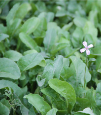 Rukola siata - Eruca sativa - semená rukoly - 250 ks