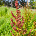 Štiav kyslý - Rumex acetosa - semená štiavu - 25 ks