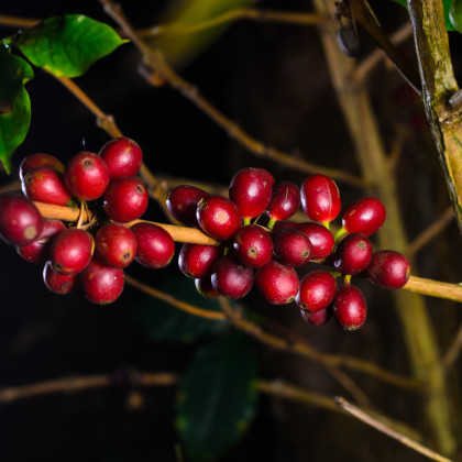 Kávovník havajský Konna - Coffea konna - semená kávovníka - 5 ks