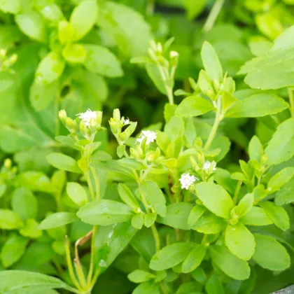 Stévia sladká - Stevia rebaudiana - semená stévie - 15 ks