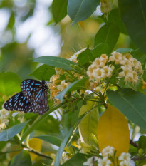 Ampak jaseňolistý - Evodia fraxinifolia - semená ampaka - 7 ks