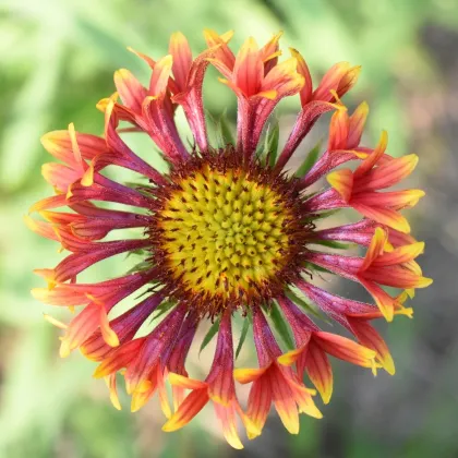 Kokarda jednoduchá Lorenziana zmes - Gaillardia pulchella - semená - 0,3 g