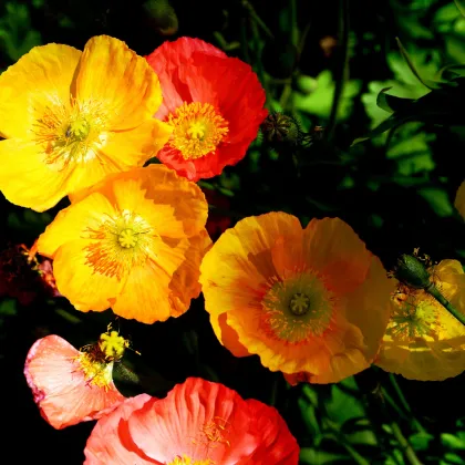 Mak alpský zmes - Papaver alpinum - semená - 0,01 g