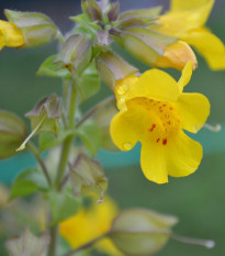 Čarodejka žltá - Mimulus luteus - semená čarodejky - 200 ks