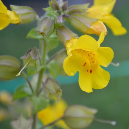 Čarodejka žltá - Mimulus luteus - semená čarodejky - 200 ks