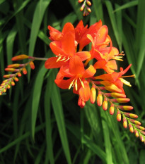 Montbrécia Masonorium - Crocosmia - hľuzy montbrécie - 4 ks