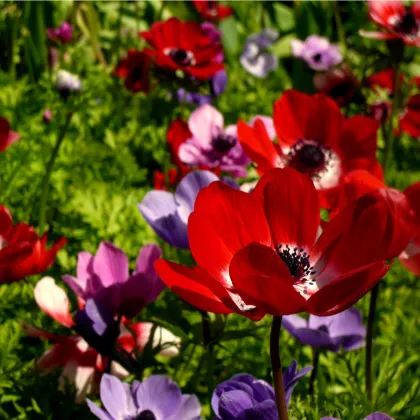 Veternica St. Birgit zmes - Anemone - cibuľoviny - 3  ks