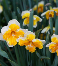 Narcis Orangery - Narcissus - cibuľoviny - 3 ks