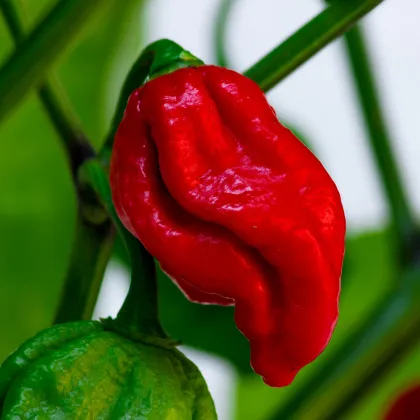 Chilli Naga Viper - Capsicum chinense - semená chilli - 6 ks