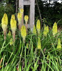 Mnohokvet biely - Kniphofia - Kleopatrina ihla - voľnokorenné sadenice kniphofie - 1 ks