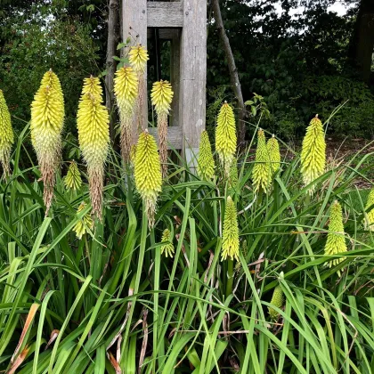 Mnohokvet biely - Kniphofia - Kleopatrina ihla - voľnokorenné sadenice kniphofie - 1 ks