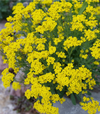 Tarica skalná - Alyssum saxatile - semená - 1000 ks