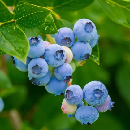 Čučoriedka americká modrá - Vaccinium corymbosum - sadenice čučoriedok - 1 ks