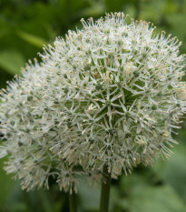 Okrasný cesnak Mount Everest - Allium - cibuľoviny - 1 ks