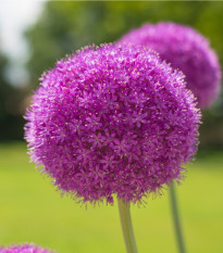 Okrasný cesnak obrovský Giganteum - Allium Giganteum - cibuľoviny - 1 ks