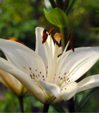 Ľalia biela - White tiger - Lilium - cibuľoviny - 1 ks