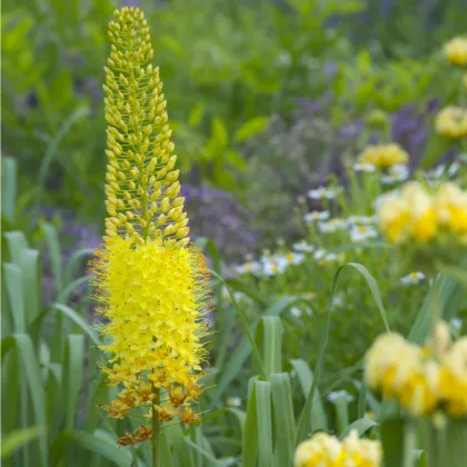 Fakľa úzkolistá Bungei - Eremurus bungei - koreňové hľuzy - 1 ks