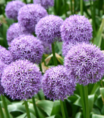 Okrasný cesnak Gladiator - Allium giganteum - cibuľoviny - 1 ks